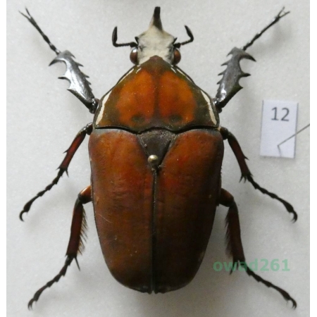 Mecynorhina ugandensis (Moser, 1907) male ex. ovo Uganda12